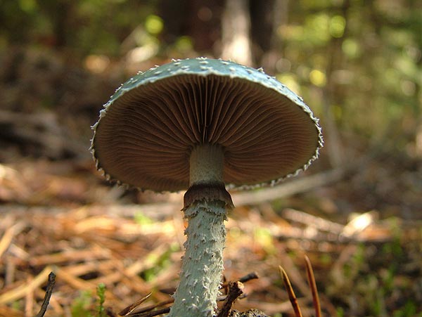 stropharia aeruginosa