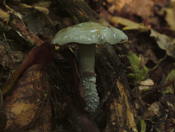 stropharia caerulea