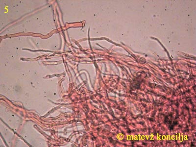 Neofavolus sauvissimus - HDS