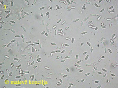 Neofavolus sauvissimus - Sporen