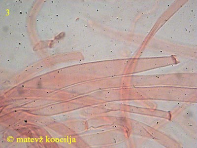 Amanita submembranacea - HDS