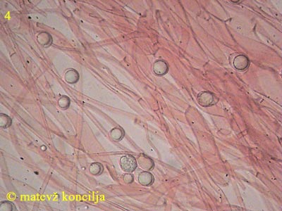 Amanita submembranacea - HDS