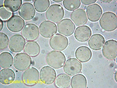 Amanita submembranacea - Sporen