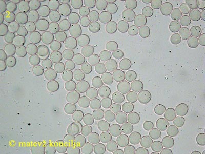 amanita submembranacea - trosi