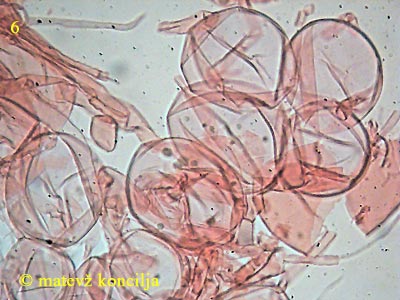 amanita submembranacea - velum