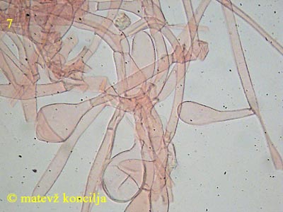 Amanita submembranacea - Velum