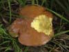 suillus granulatus