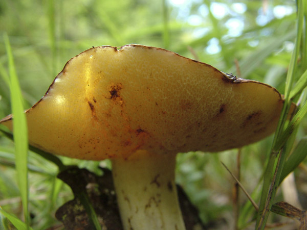 suillus granulatus