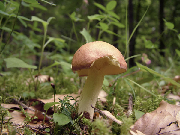 suillus granulatus