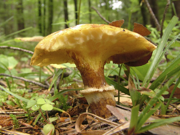 suillus grevillei