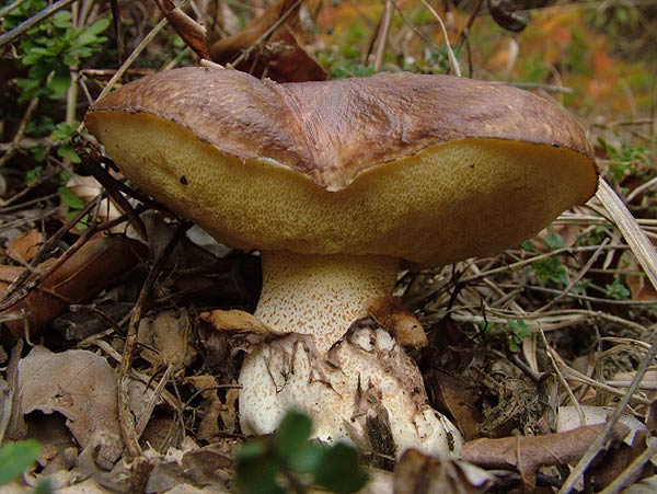 suillus luteus