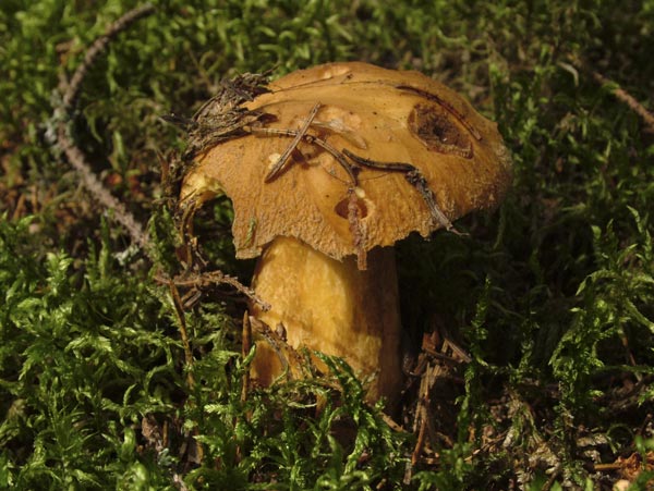 suillus variegatus