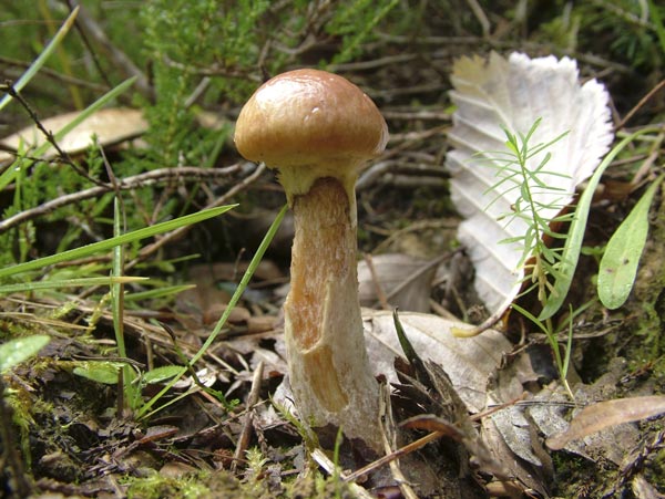 suillus viscidus