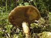 suillus viscidus