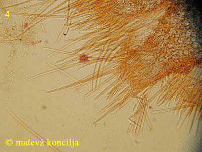 Belonidium sulphureum - lasi