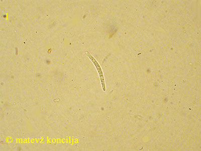 Belonidium sulphureum - tros