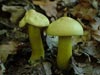tricholoma sulfureum