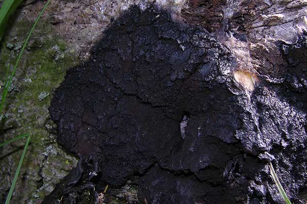 Symphytocarpus sp. - reifer Fruchtk&ouml;rper