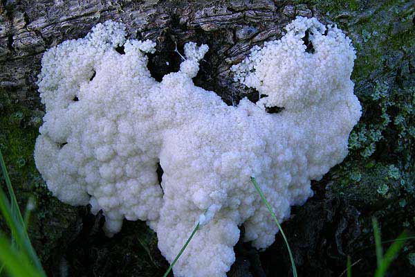 Symphytocarpus amaurochaetoides