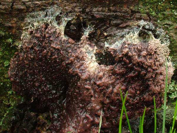 Symphytocarpus amaurochaetoides