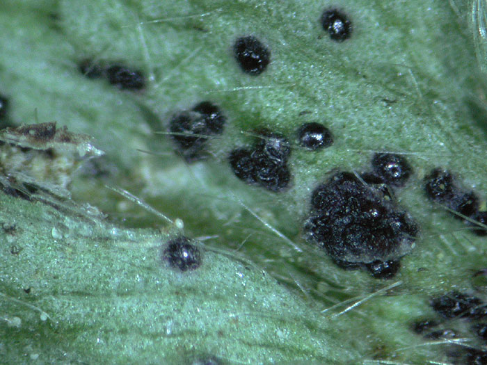 Synchytrium anemones