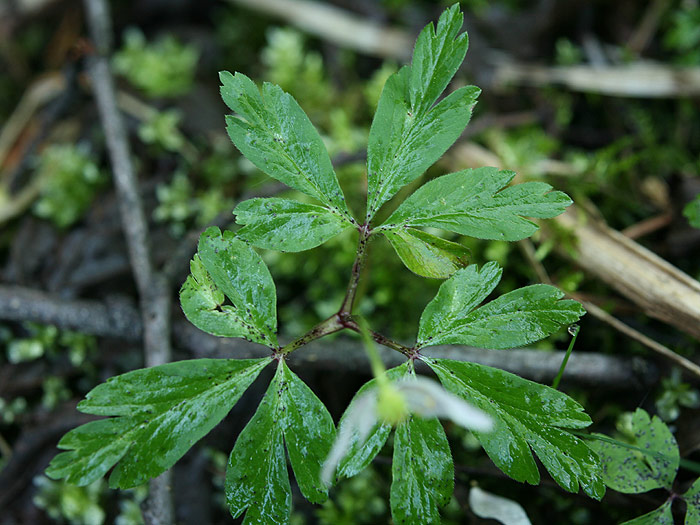 Synchytrium anemones