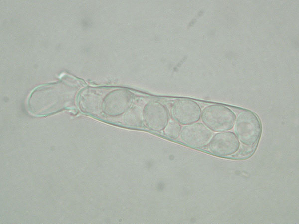 Taphrina sp. - Narrentasche