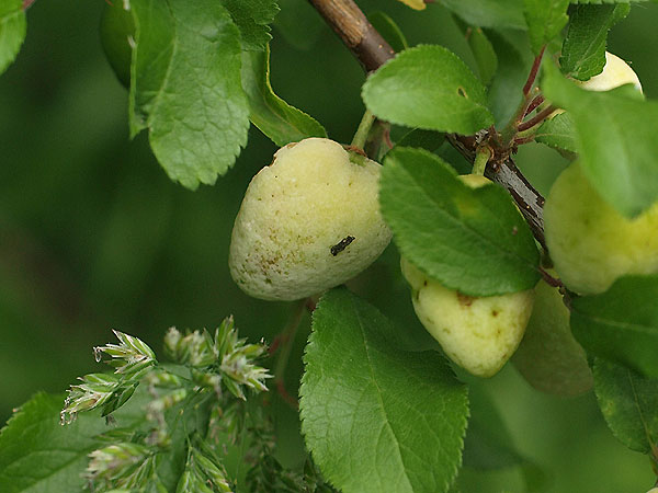 Taphrina sp. - Narrentasche