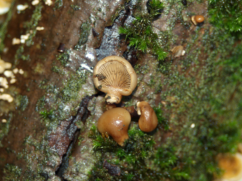 Tectella patellaris - Beschleierter Zwergknäueling