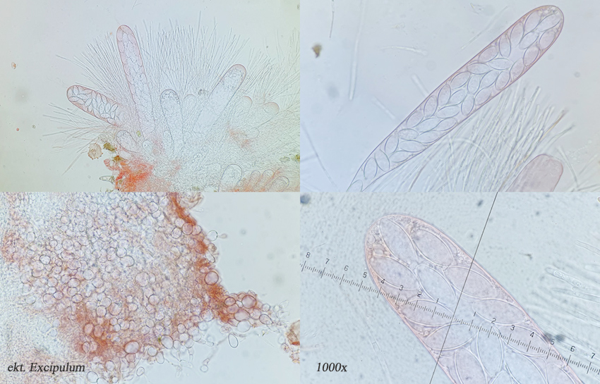 Thecotheus pelletieri