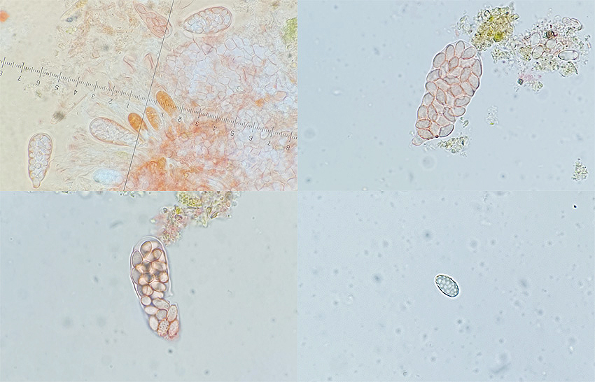 Thelebolus caninus