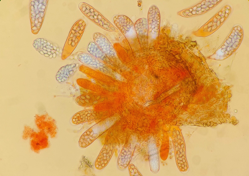 Thelebolus crustaceus
