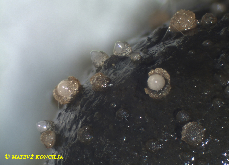 Thelebolus stercoreus