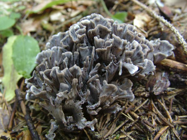 thelephora palmata