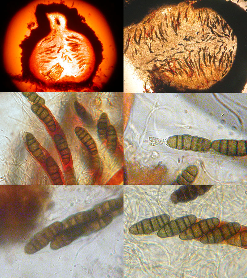 Thyridaria macrostomoides