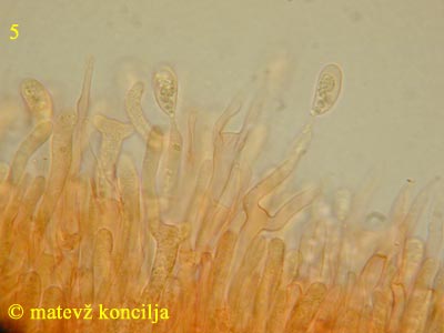 Dacrymyces tortus - Basidien