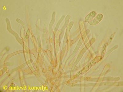 Dacrymyces tortus - Hymenium