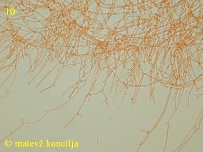 Dacrymyces tortus - Hyphen