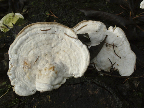 trametes gibbosa