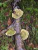 trametes hirsuta