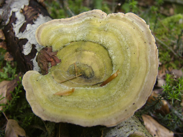 trametes hirsuta