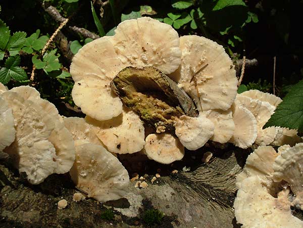 Trametes pubescens