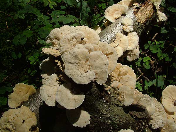 trametes pubescens