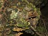 trametes versicolor