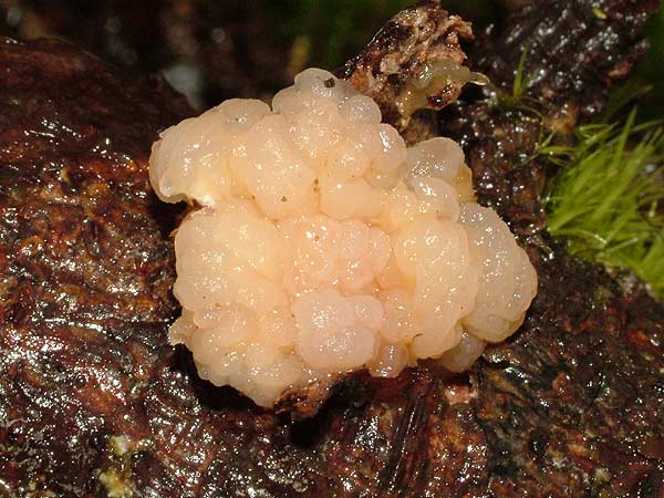 tremella encephala