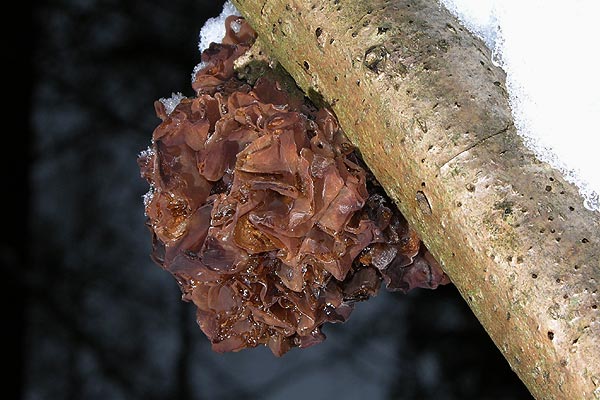 tremella foliacea