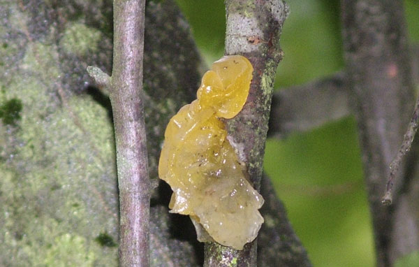 tremella mesenterica