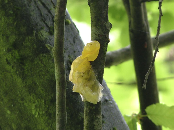 tremella mesenterica