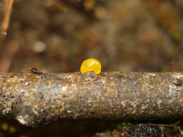 Tremella mesenterica - Goldgelber Zitterling