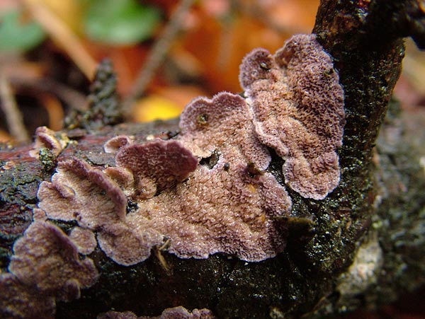 Gemeiner Violettporling